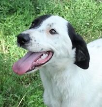 MONICA, Hund, Mischlingshund in Rumänien - Bild 1