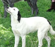 MONICA, Hund, Mischlingshund in Rumänien - Bild 3