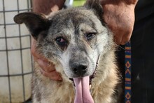 KALUNA, Hund, Mischlingshund in Rumänien - Bild 1