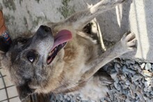 KALUNA, Hund, Mischlingshund in Rumänien - Bild 2