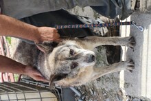 KALUNA, Hund, Mischlingshund in Rumänien - Bild 3