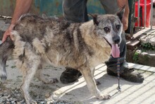 KALUNA, Hund, Mischlingshund in Rumänien - Bild 4