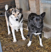 FAITH, Hund, Mischlingshund in Rumänien - Bild 3