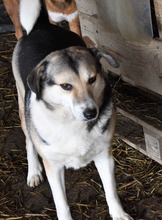 FAITH, Hund, Mischlingshund in Rumänien - Bild 5