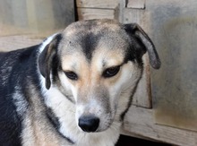 FAITH, Hund, Mischlingshund in Rumänien - Bild 6