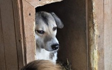 FAITH, Hund, Mischlingshund in Rumänien - Bild 7