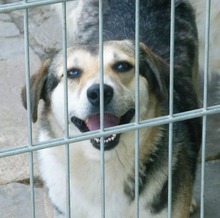 FAITH, Hund, Mischlingshund in Rumänien - Bild 8