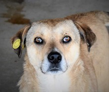 IVO, Hund, Mischlingshund in Rumänien - Bild 2