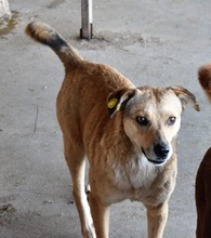 IVO, Hund, Mischlingshund in Rumänien - Bild 3