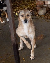 IVO, Hund, Mischlingshund in Rumänien - Bild 4