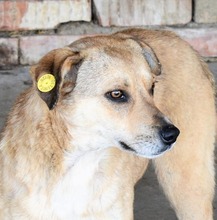 IVO, Hund, Mischlingshund in Rumänien - Bild 6