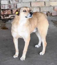 IVO, Hund, Mischlingshund in Rumänien - Bild 8
