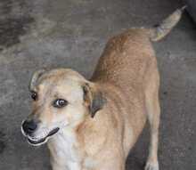 IVO, Hund, Mischlingshund in Rumänien - Bild 9