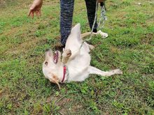 GRAZIA, Hund, Mischlingshund in Italien - Bild 3