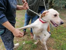 GRAZIA, Hund, Mischlingshund in Italien - Bild 4