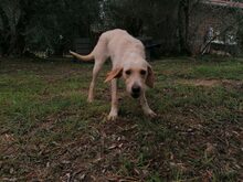 GRAZIA, Hund, Mischlingshund in Italien - Bild 5