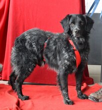 CHAPIN, Hund, Epagneul Breton in Rot - Bild 4