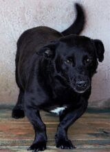 JONY, Hund, Mischlingshund in Rumänien - Bild 1