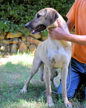 KELVIN, Hund, Mischlingshund in Italien - Bild 4