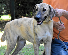 KELVIN, Hund, Mischlingshund in Italien - Bild 5
