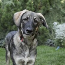 ARIEL, Hund, Mischlingshund in Rumänien - Bild 1