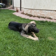 ARIEL, Hund, Mischlingshund in Rumänien - Bild 17