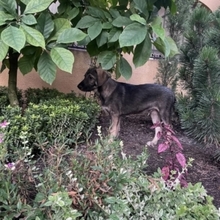 ARIEL, Hund, Mischlingshund in Rumänien - Bild 18