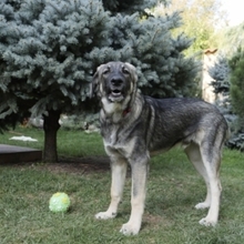 ARIEL, Hund, Mischlingshund in Rumänien - Bild 2