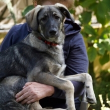 ARIEL, Hund, Mischlingshund in Rumänien - Bild 3