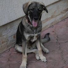 ARIEL, Hund, Mischlingshund in Rumänien - Bild 4