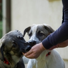 ARIEL, Hund, Mischlingshund in Rumänien - Bild 5