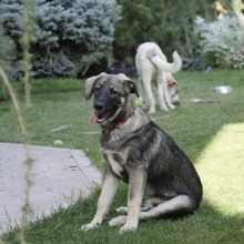 ARIEL, Hund, Mischlingshund in Rumänien - Bild 6