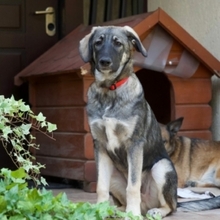 ARIEL, Hund, Mischlingshund in Rumänien - Bild 7