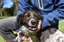ELAINE, Hund, Mischlingshund in Italien - Bild 4