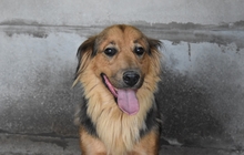 JOSELO, Hund, Mischlingshund in Italien - Bild 1