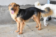JOSELO, Hund, Mischlingshund in Italien - Bild 2