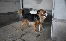 JOSELO, Hund, Mischlingshund in Italien - Bild 3