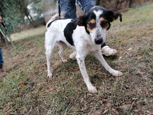 LUNA, Hund, Mischlingshund in Italien - Bild 3