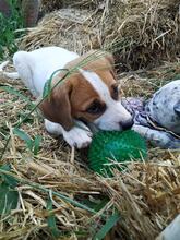 SPIKE, Hund, Mischlingshund in Bulgarien - Bild 1