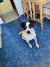 RECSI, Hund, Mischlingshund in Rumänien - Bild 16