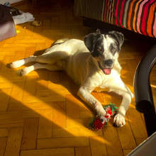 RECSI, Hund, Mischlingshund in Rumänien - Bild 19