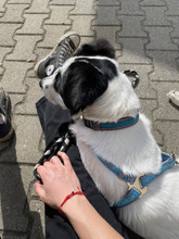 RECSI, Hund, Mischlingshund in Rumänien - Bild 22