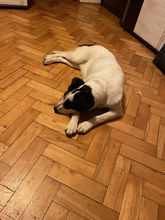 RECSI, Hund, Mischlingshund in Rumänien - Bild 23