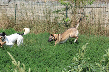 RECSI, Hund, Mischlingshund in Rumänien - Bild 7