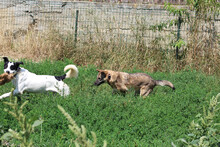 RECSI, Hund, Mischlingshund in Rumänien - Bild 8