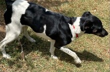 ANDRA, Hund, Mischlingshund in Spanien - Bild 3