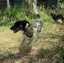 ANDRA, Hund, Mischlingshund in Spanien - Bild 4