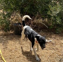 ANDRA, Hund, Mischlingshund in Spanien - Bild 6