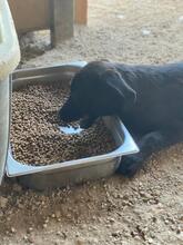 ZOUBI, Hund, Mischlingshund in Griechenland - Bild 3