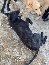 ZOUBI, Hund, Mischlingshund in Griechenland - Bild 4